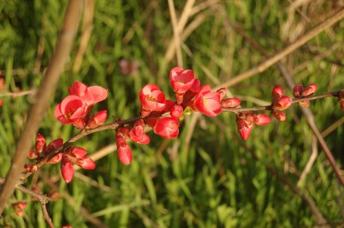 nature flower garden