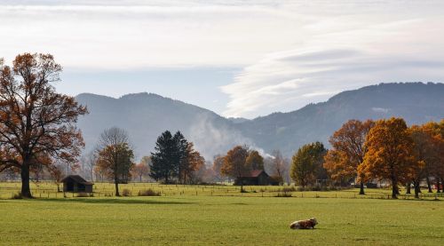 nature landscape tree