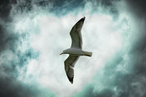 nature sky bird