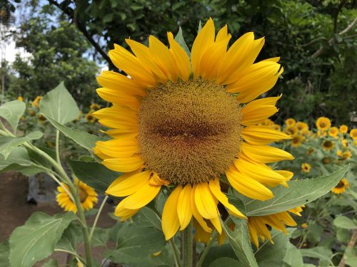 nature flora summer