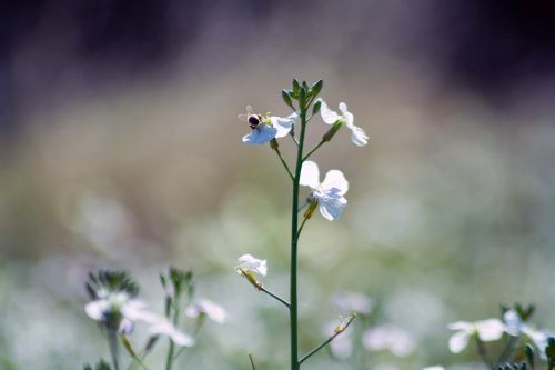 nature flower outdoors