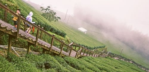 nature agriculture landscape