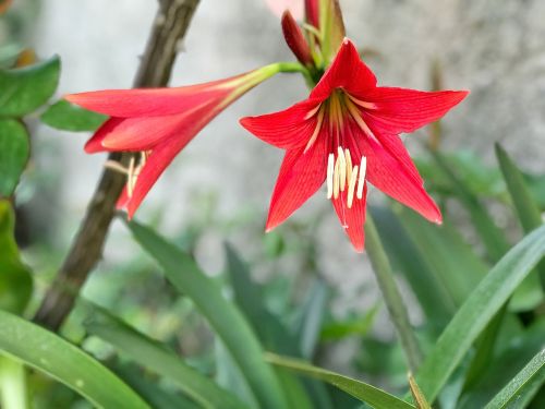 nature flower plant