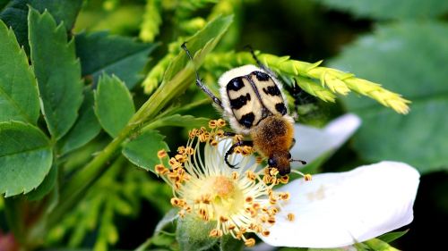 nature insect outdoor