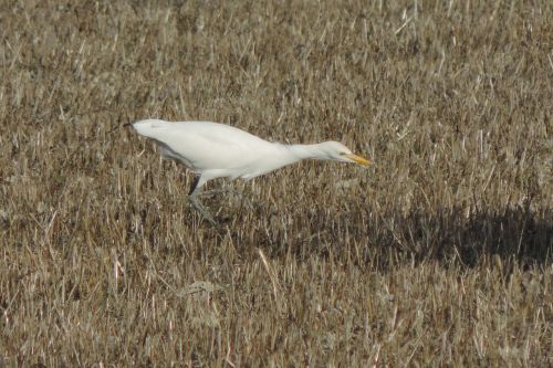 nature birds outdoors