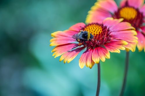 nature flower flora