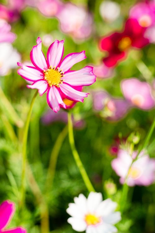 nature flower plant