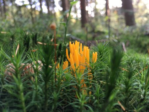 nature plant wood