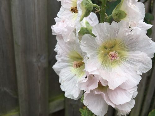 nature plant flowers