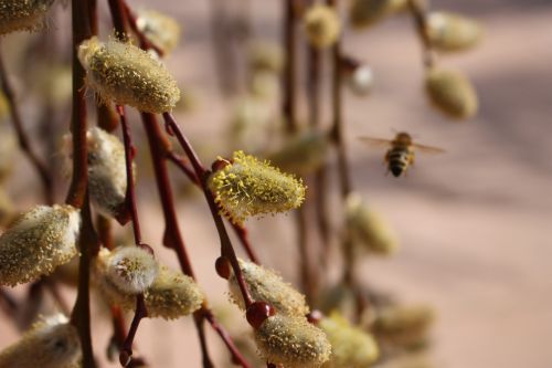 nature flower plant