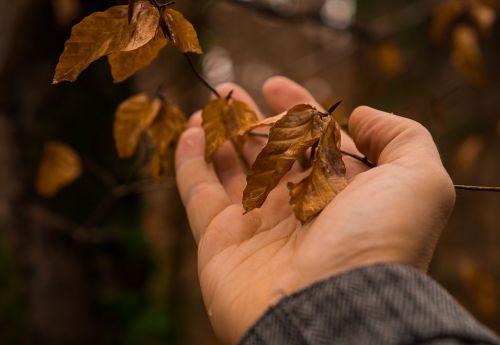 nature hand leaf