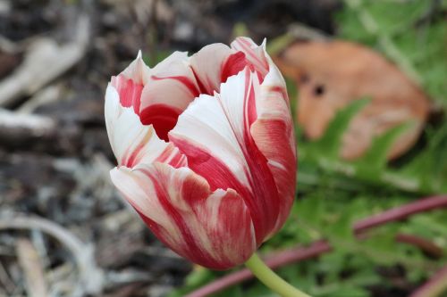 nature flora flower