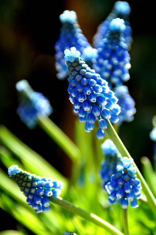 nature plant muscari botryoides