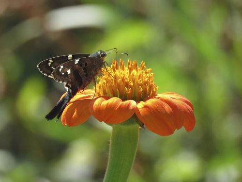 nature insect flower