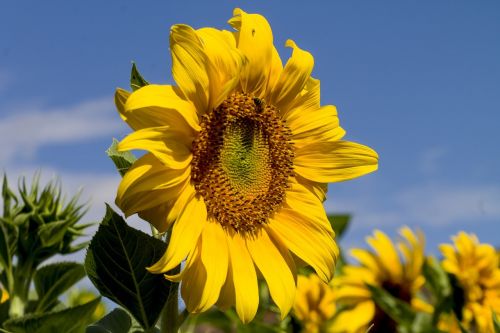 nature flower flora