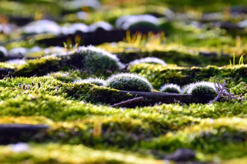 nature plant wood