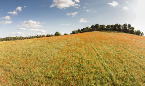 nature field landscape