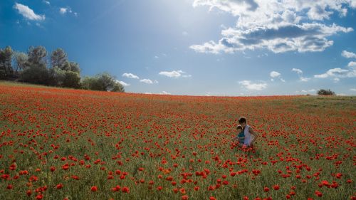 nature field landscape