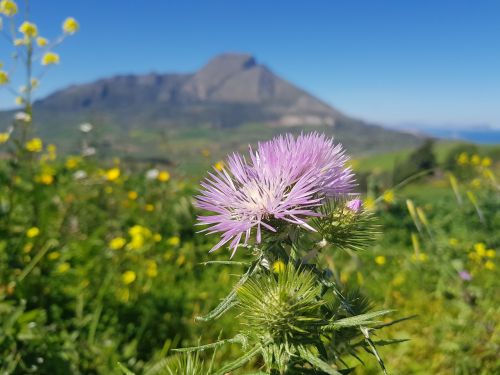 nature plant flower