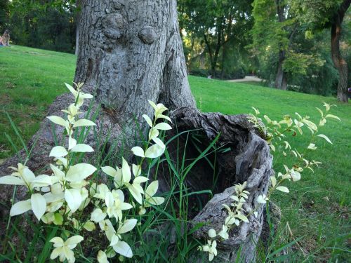 nature flower plant