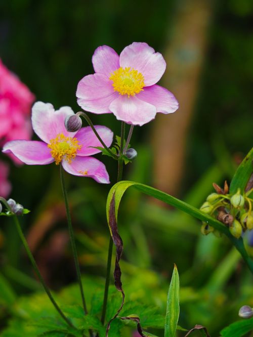 nature flower plant