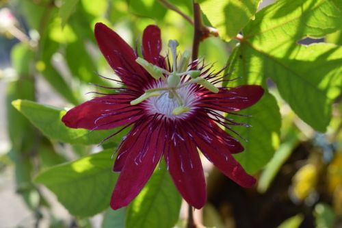 nature plant garden