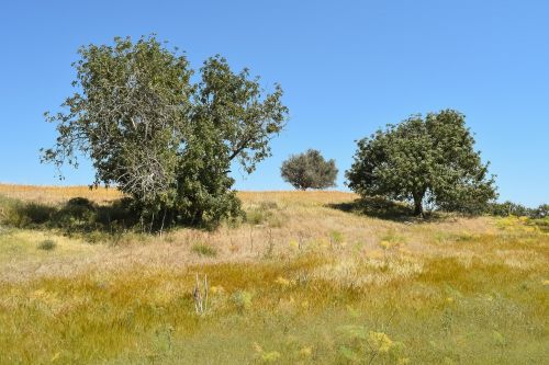 nature trees landscape