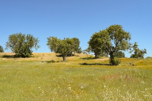 nature trees landscape