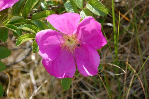 nature flower plant