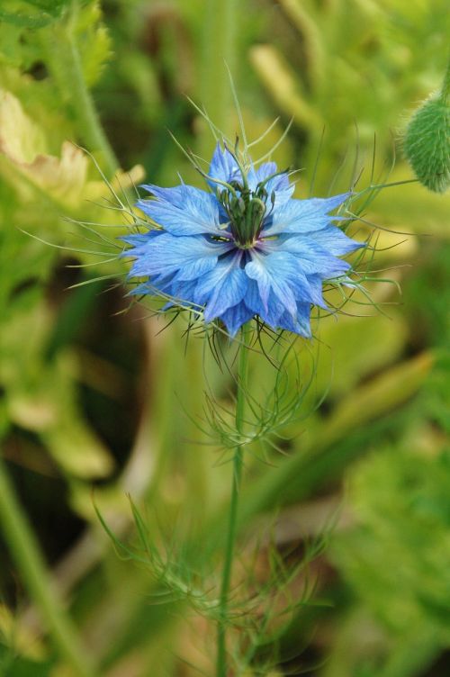 nature plant summer