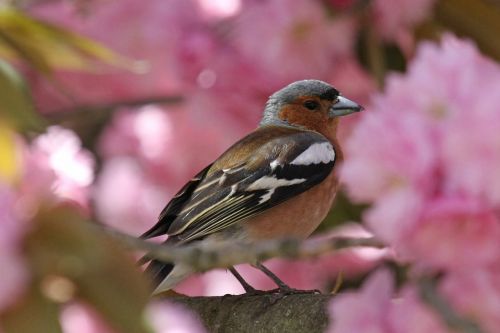 nature animal world bird