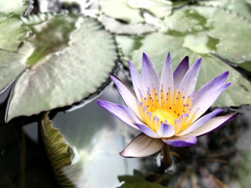 nature plant foliage