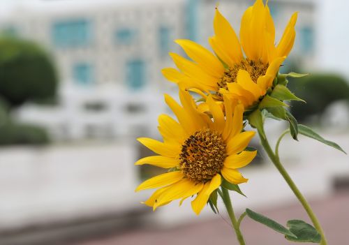 nature flower flora