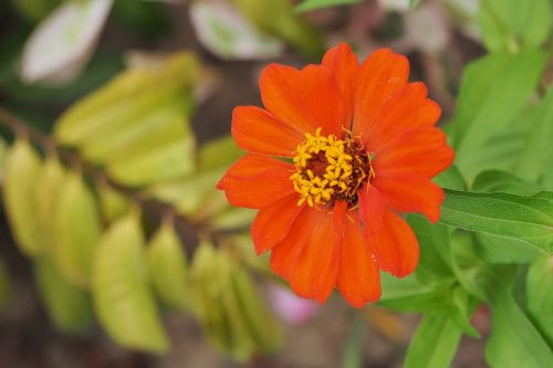 nature flora flower