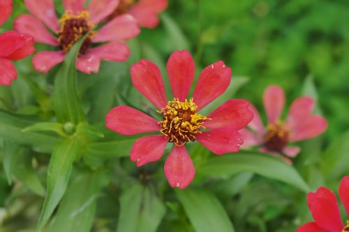 nature flower flora