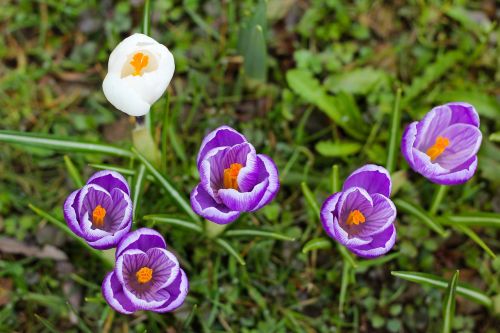 nature flower plant