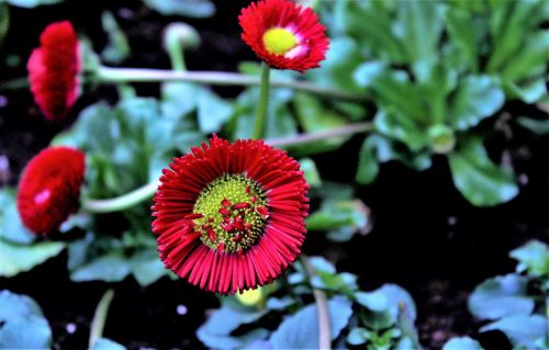 nature flower plant