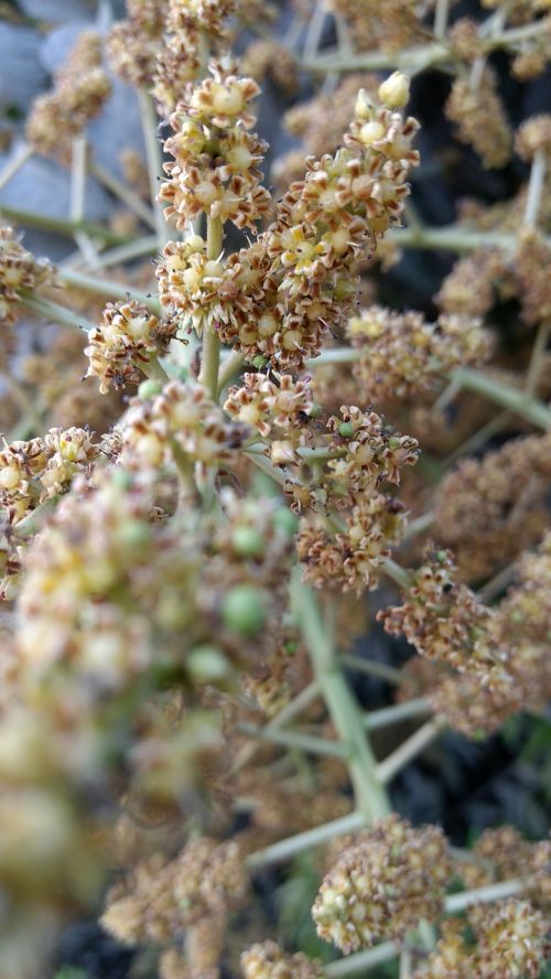 nature flora flower