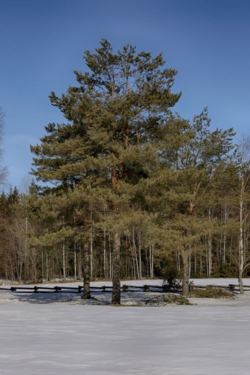 nature tree winter