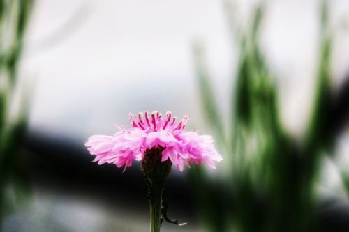 nature plant flower