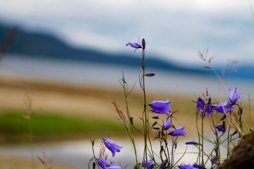 nature flower cat clock