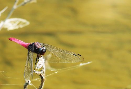 nature animal waters