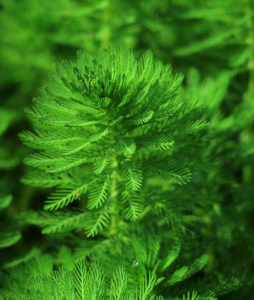 nature leaf plant