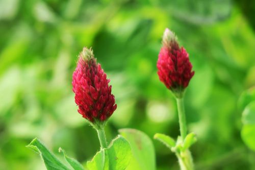 nature flower plant