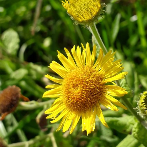 nature plant flower