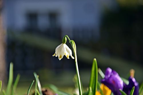 nature flower plant