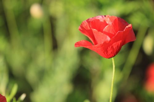 nature flower flora