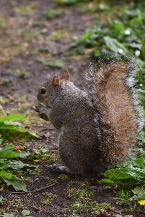 nature rodent squirrel