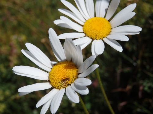 nature flower plant