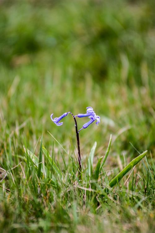 nature grass flora